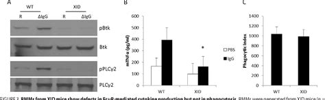 Figure 3 From Analysis Of The Effects Of The Brutons Tyrosine Kinase