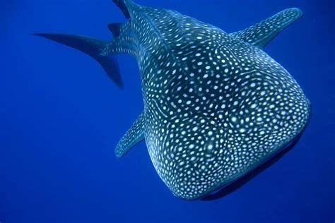 Whale Shark - Animal Facts for Kids - Characteristics & Pictures