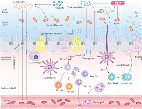 The Intestinal Epithelial Barrier Allows A Large Number Of Metabolites Download Scientific