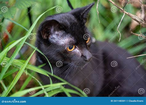 Un Lindo Gato Negro Se Sienta En El Pasto Imagen De Archivo Imagen De