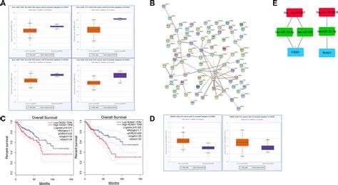 Frontiers Hsa Circ And Hsa Circ Promote Colorectal