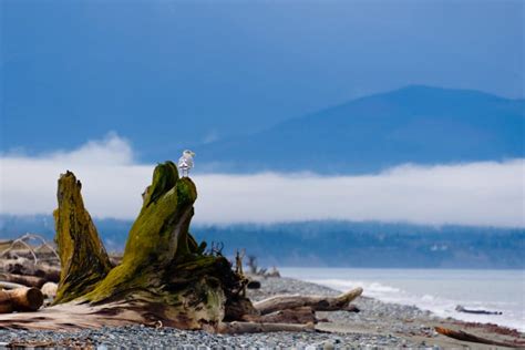 Dungeness Spit Lighthouse 1 Best Place In Sequim To Visit