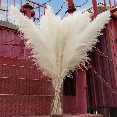 Amazon Pcs White Pampas Grass Tall Decor Pompas Floral