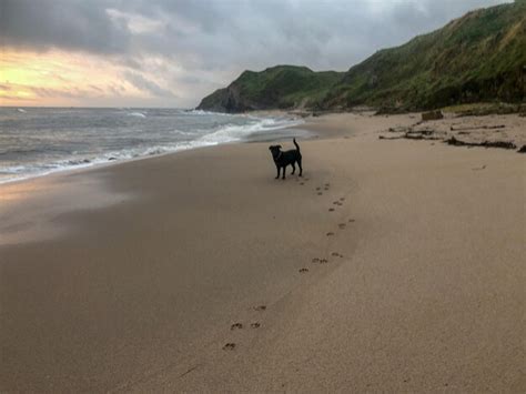 Premium Photo Dog On Beach