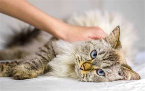 Osteossarcoma Em Gatos Sinais Causas E Tratamento Resposta Do