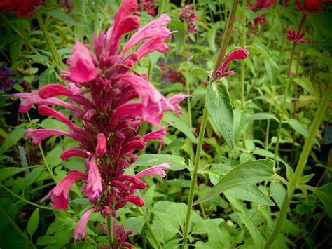 Raritäten Gärtnerei - Garten Jan - Mexikanische Nesselminze - Agastache ...