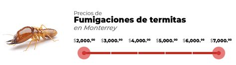 Cuánto cuesta una fumigación contra termitas en Monterrey