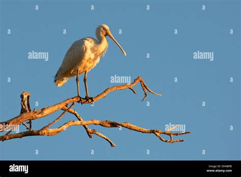 A Yellow Billed Spoonbill Platalea Regia Perched On A Dead Tree At