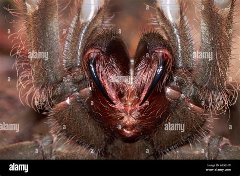 Goliath Bird Eating Spider Or Goliath Birdeater Theraphosa Blondi