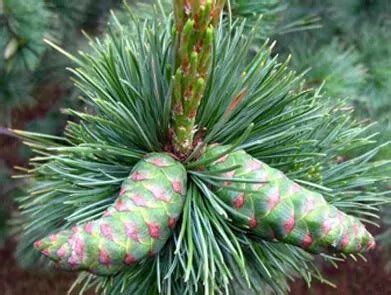 Сосна Румелийская: купить саженцы деревьев и кустарников в садовом ...