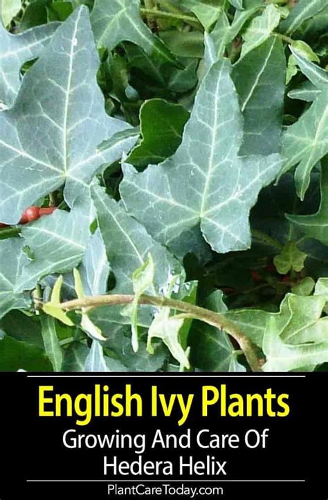 English Ivy Plants Growing And Hedera Helix Care Ivy Plants Ivy