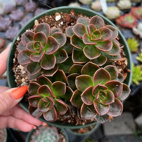 6 Echeveria Melaco Etsy