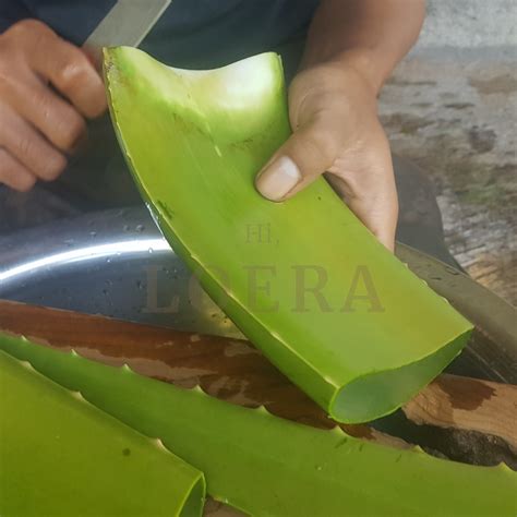 Jual Pelepah Batang Lidah Buaya Aloe Vera Aloevera Leaf Jumbo Pontianak