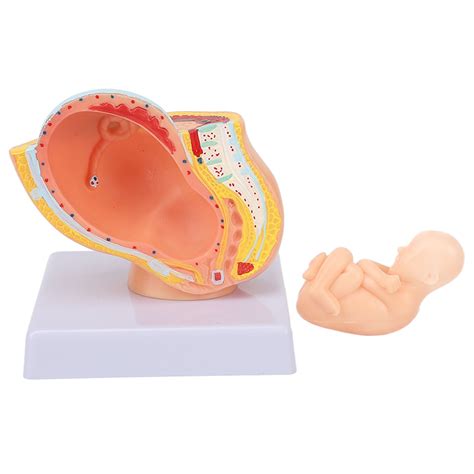 Pregnancy Teaching Aid Removable 9 Months Baby Fetus Anatomical