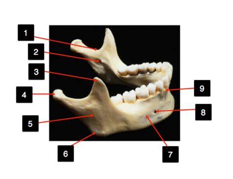 Mandible Diagram Quizlet