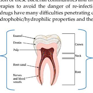 Schematic Representation Of Tooth Structure With Common Dental