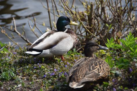 Kostenlose foto natürlich Vogel Wasser Pflanzengemeinschaft