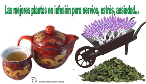 Las Mejores Plantas En Infusi N Para Nervios Estr S Ansiedad