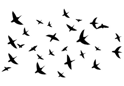 Premium Vector Set Of Flying Birds Vector Silhouettes