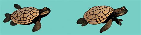 Common Musk Turtle The Complete Care Guide Reptileszilla