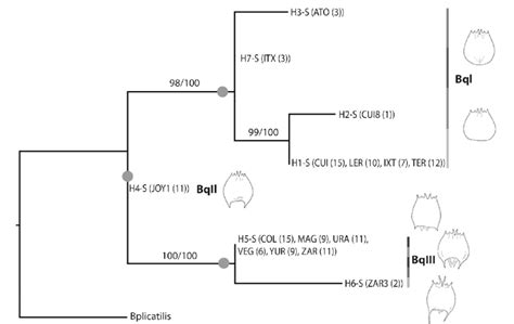 Bayesian Inference Phylogram Of The 18s Gene Showing The Relationship