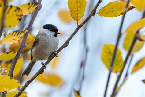 M Sange Nonnette Marsh Tit Poecile Palustris Un Grand Me Flickr