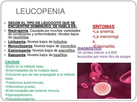 IntroducciÓn A Los Leucocitos