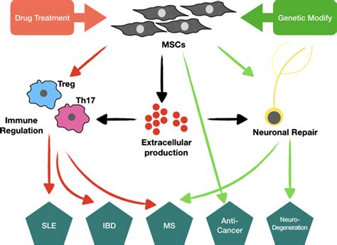 The Schematic Diagram Of Roles Of Mscs In Direct And Indirect