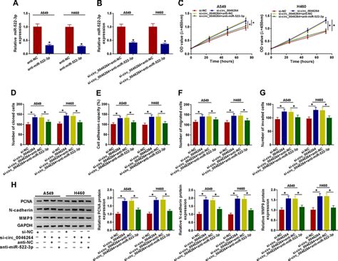 MiR 522 3p Inhibition Reversed The Role Of Circ 0046264 Knockdown In