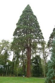 Secuoya Gigante Sequoiadendron Giganteum