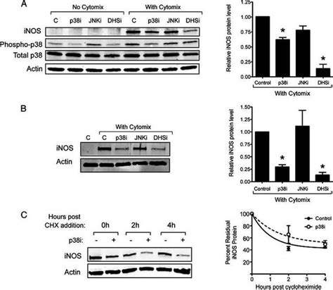 P38 Mapk Monoclonal Antibody P38 3f11 33 1300