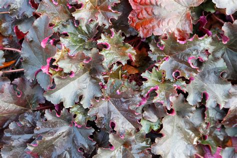 Purperklokje Heuchera 'Crimson Curls' gerafelde bladeren