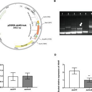 C Amalonaticus Can Stably Colonize Larval Guts A Bacterial Loads Of