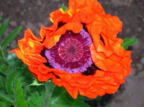 Купить семена Мак Papaver Prince of Orange в Москве: доставка семян по ...