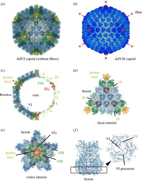 AdV Capsid Organization A Capsid Building Blocks Assemble To Form