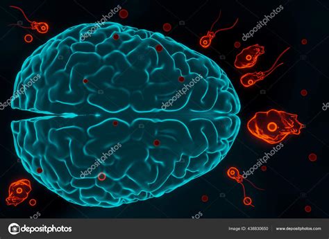 Brain Eating Amoeba Infection Naegleriasis Flagellate Forms Trophozites