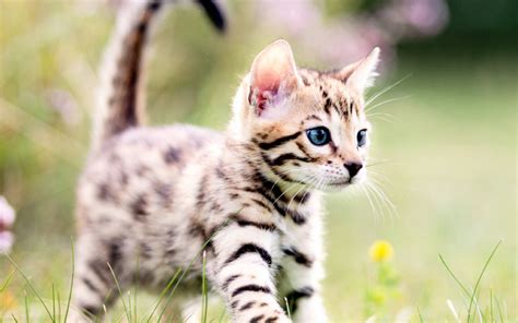 tips  kittens health nexgard