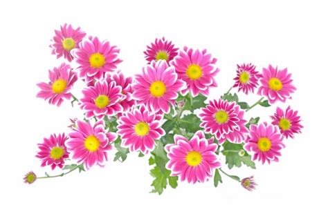 Flowers Free Stock Photo - Public Domain Pictures