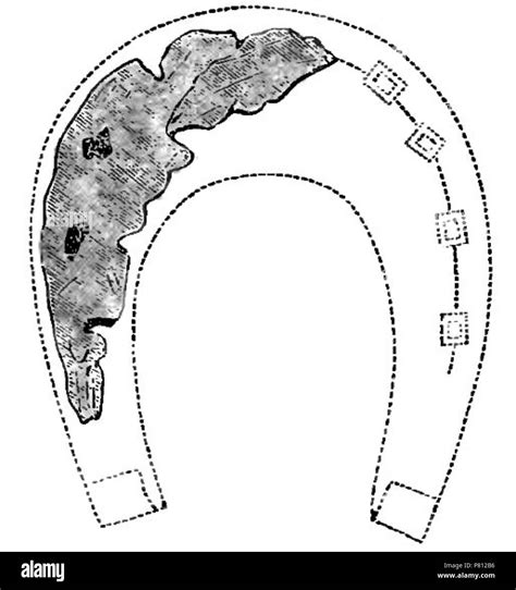 Illustration From Horse Shoes And Horse Shoeing Their Origin