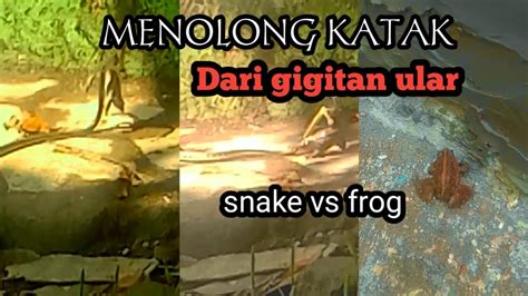 Ular Tali Picis Memakan Katak Snake Vs Frog Youtube