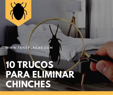 10 Trucos Para Eliminar Chinches Teneplagas