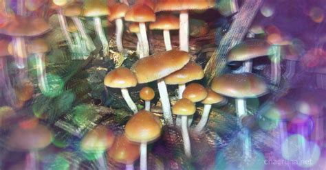 Psychedelic Mushrooms - Chacruna