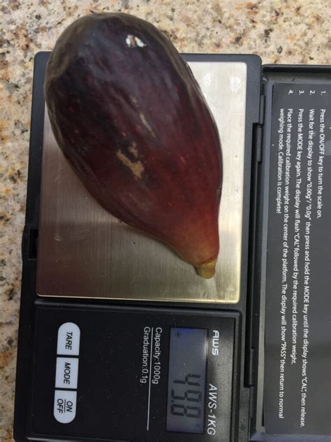 Texas Blue Giant How To Grow Figs
