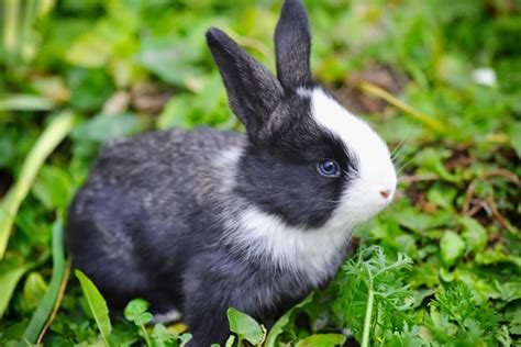 204 süße weibliche Hasennamen Top Kaninchennamen