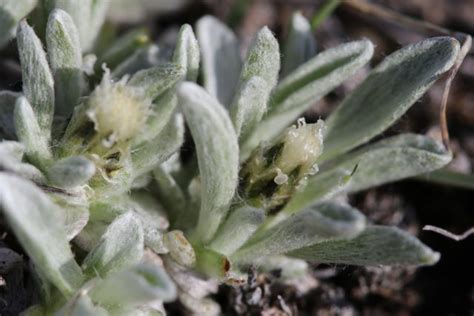 Alberta Native Plant Council