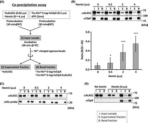 Heme‐dependent Recognition Of 5‐aminolevulinate Synthase By The Human