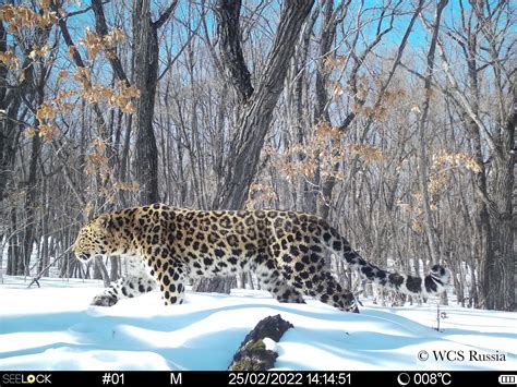 Amur Leopard Wild Photos Wildcats Conservation Alliance