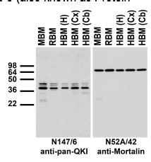 Addgene Antibody Anti Pan QKI N147 6 1R