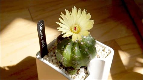 My Matucana Polzii In Bloom And Argyroderma Dalaetii Cactus And