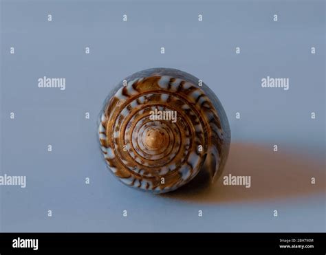 Textile Cone Snail Hi Res Stock Photography And Images Alamy